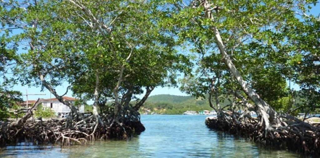 Mangrove-tours