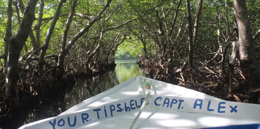 mangrove 2