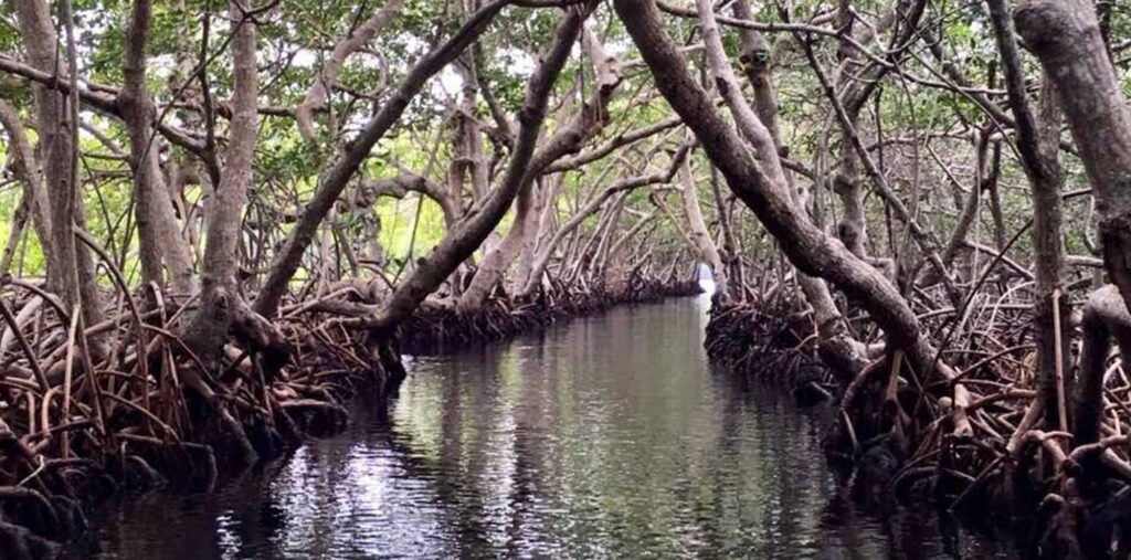 mangrove 5