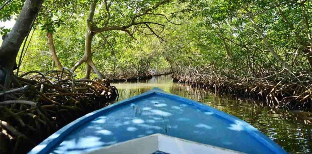 mangrove 9